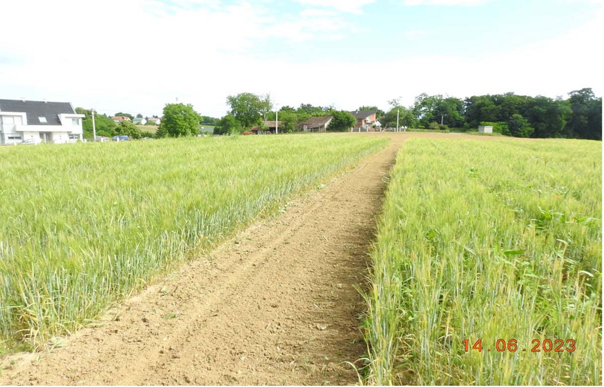 Spring barley experiment