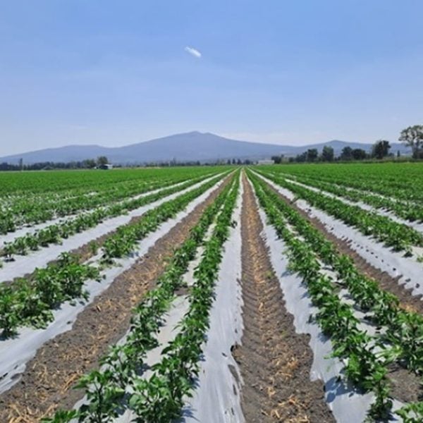 FLOBOND LX50 ANTISALT AFTER 3 APPLICATIONS