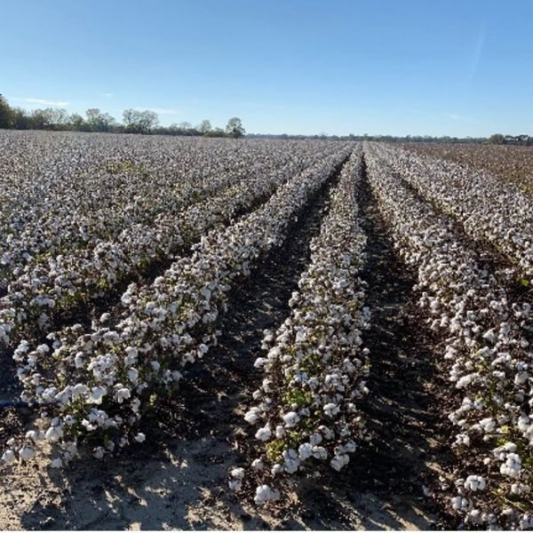 Harvesting cotton 11-4-2020