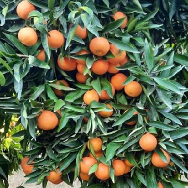 Marrakech on Clementine - Mandarin