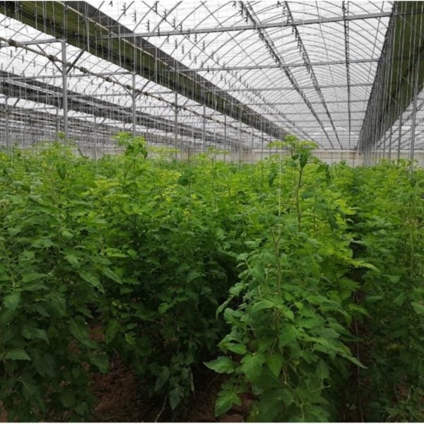 UZ TOM LX50 GDF 2020