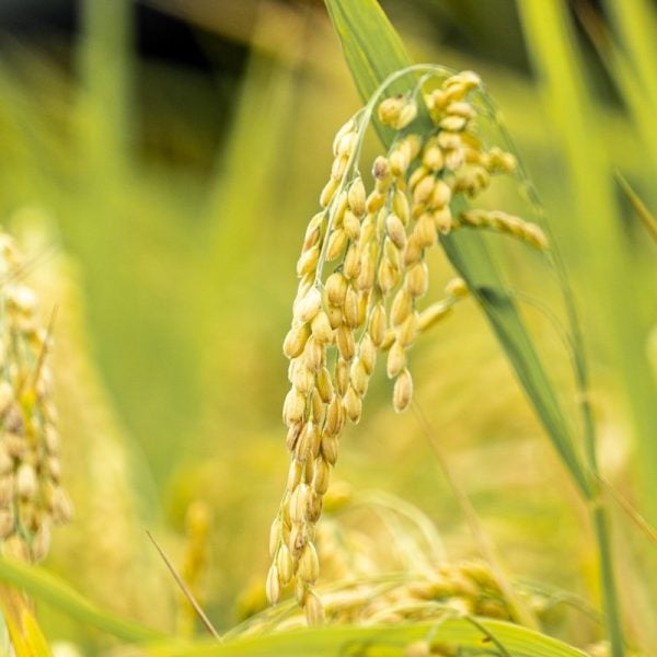 a close up of a bunch of wheat in a field