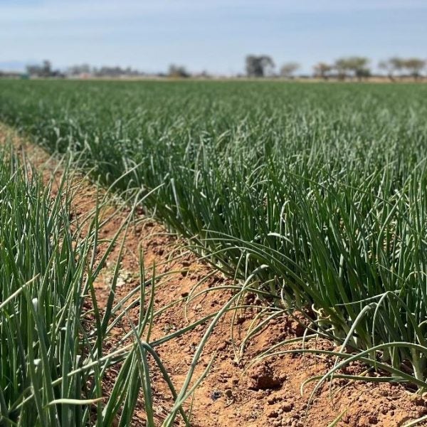 mexican onion field