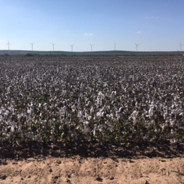 upland cotton